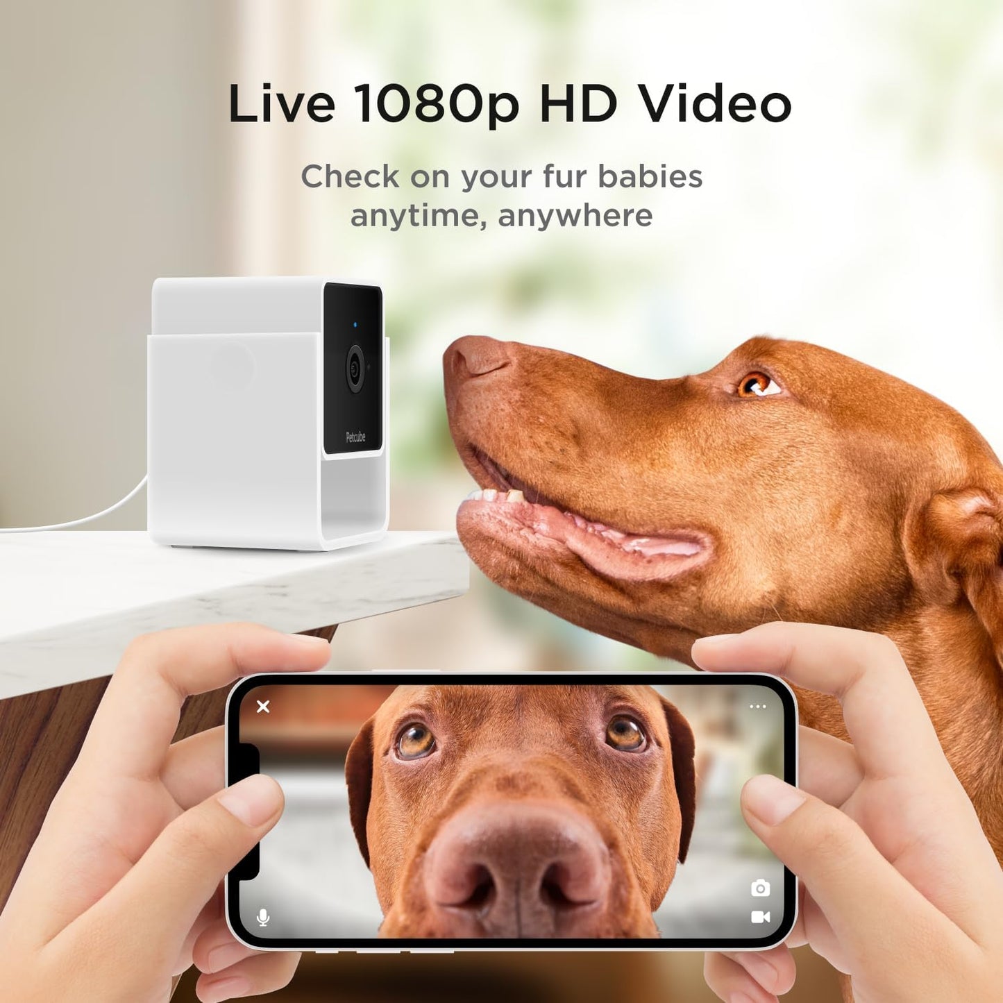 Petcube Cam The Pack of 2 | Indoor Wi-Fi Pet Security Camera with Phone App, 2-Way Audio and Video, Night Vision, 1080p HD Video and Smart Alerts