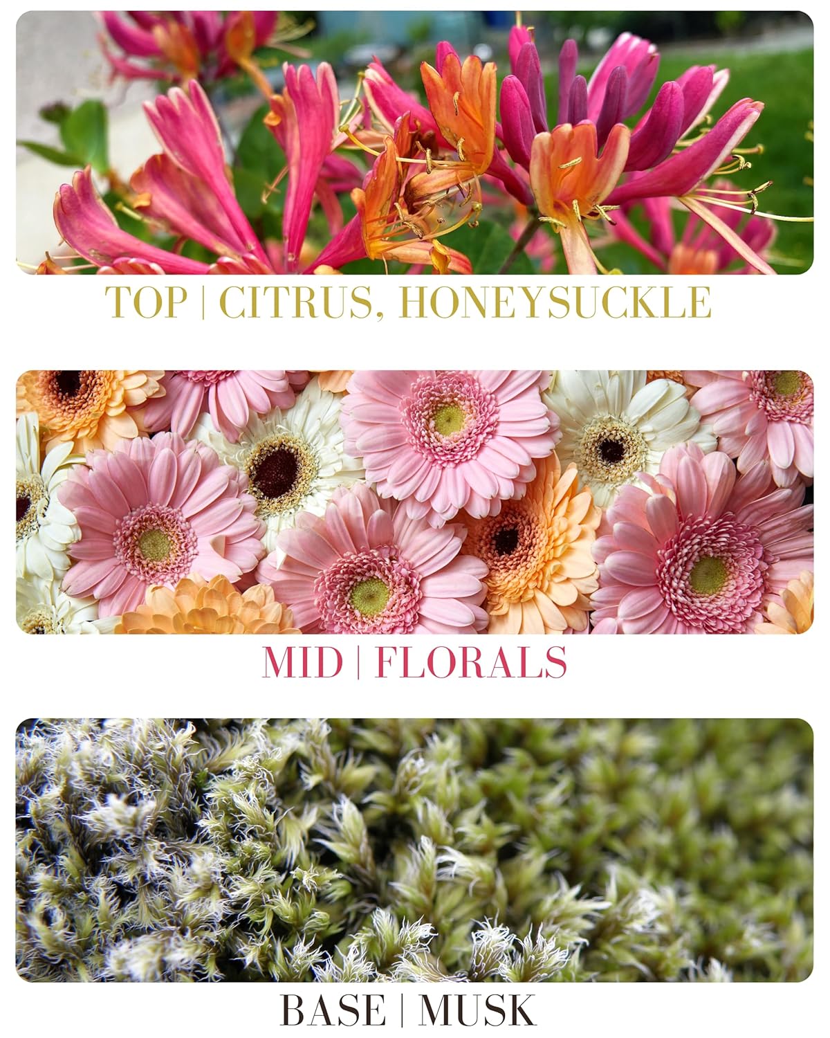 Honeysuckle Delicious Natural Pure Essential and Fragrance Oil Perfume Roll On with Organic Jojoba Oil, Eau de Toilette, Small-Batch, Alcohol Free, Handmade in California